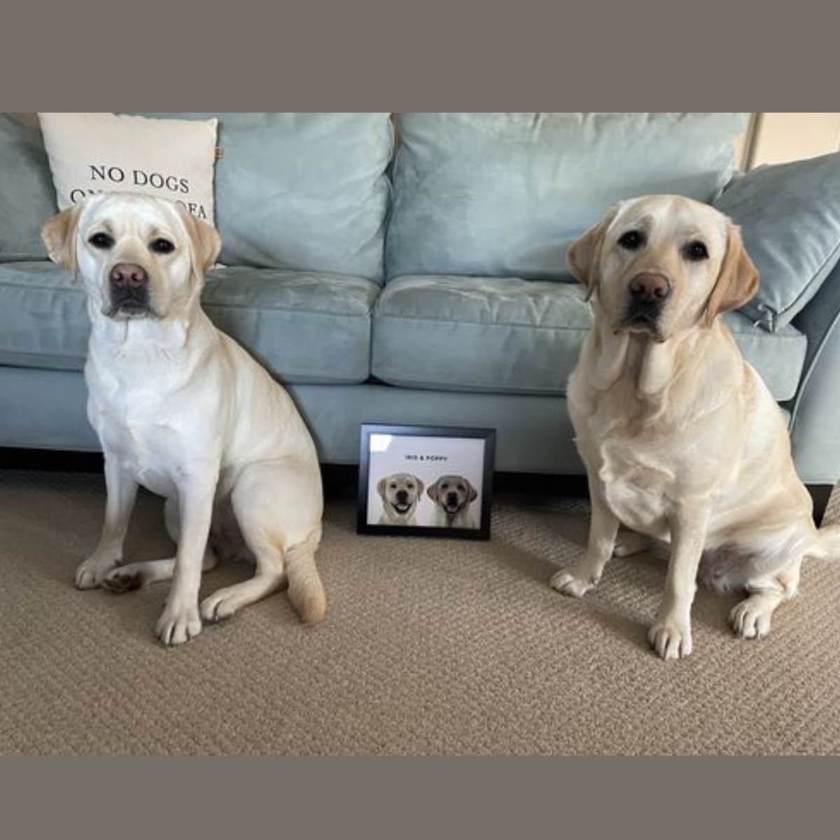 Custom Pet Portrait (Framed)